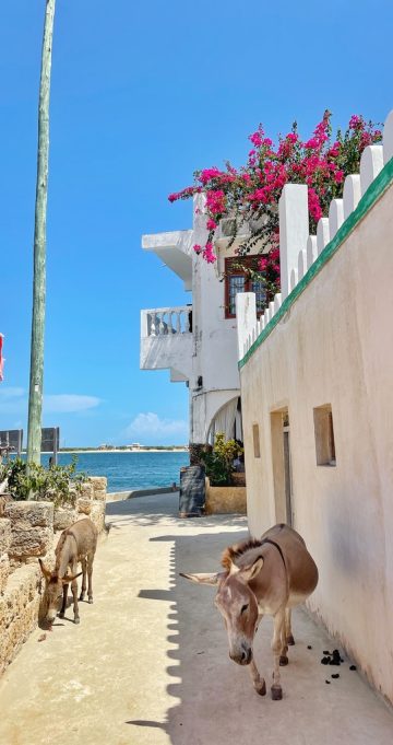 lamu island dhow sailing